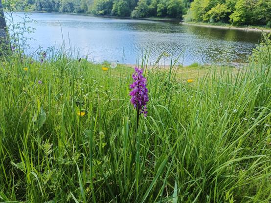 4 photographies numériques couleur.
Parmi des herbes hautes, une orchidée sauvage de couleur fushia et des boutons d'or. A l'arrière-plan, un lac bordé d'arbres.
