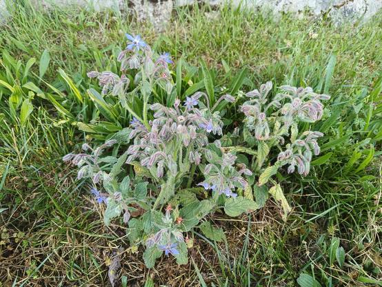 Un pied de bourrache en fleurs de couleur bleu, avec de l'herbe à l'arrière.