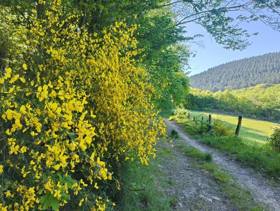 Le long d'un chemin vu en perspective, des genêts en fleurs jaunes et des arbres.
A l'arrière-plan, un pré et sur la colline, la partie basse recouverte de feuillus et le sommet recouvert de sapins.