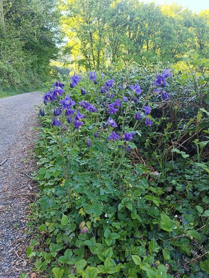 Le long d'un chemin gravillonné, des ancolies violettes, des arbres et une partie d'une haie.