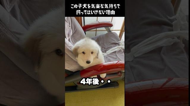 予想以上の成長をした子犬　#グレートピレニーズ #greatpyrenees #ゴールデンレトリバー #大型犬 #大型犬のいる生活 #可愛い #犬のいる生活 #癒し #愛犬 #いぬ #こいぬ