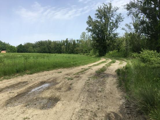 Un chemin de terre claire longeant un champ semé d'un truc vert pas très haut. Au fond, des rangées d'arbres (ceux sur lesquels on récolte le fameux bois d'arbre) de hauteurs diverses et variées.