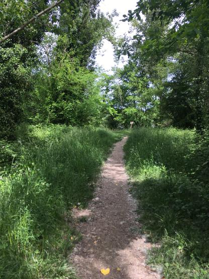 Entourée de verdure, une piste mono-trace (ah, ah, j'ai pas dit "single-track" !) (<= bah, si)