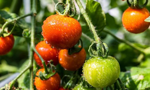 Tomates en un huerto. (Getty Images)