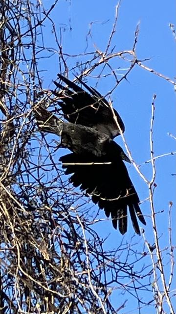 A crow with wings spread diagonally launches from the budding branches of a tree . Blue sky bringing colour to the image