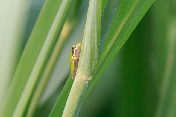 A tiny green frog with a gold stripe down its side, clinging to a tall, broad grass blade.