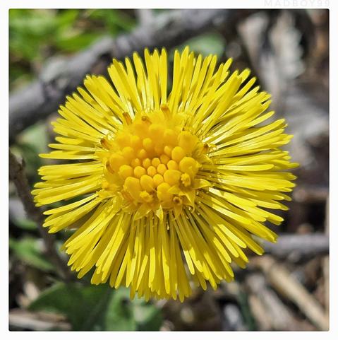 Yellow flower, background are plants on the groung but out of focus.