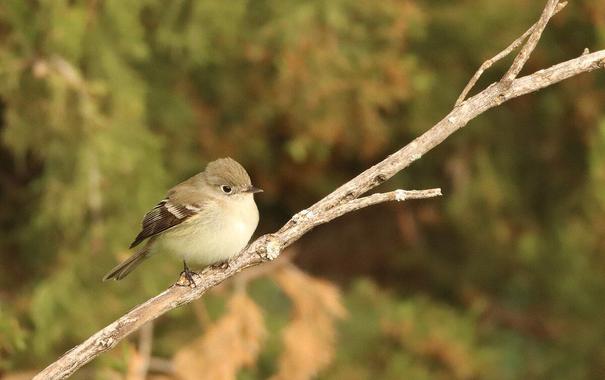 photo of a least flycatcher, a small grayish songbird with white wing bars, perched on a bare twig