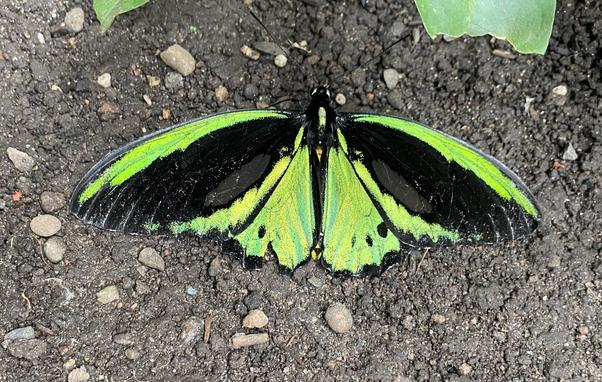 Black and bright green iridescent butterfly with wings spread open, resting on gravel ground.