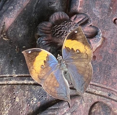 Brown and orange butterfly with open wings resting on a ceramic planter pot.
