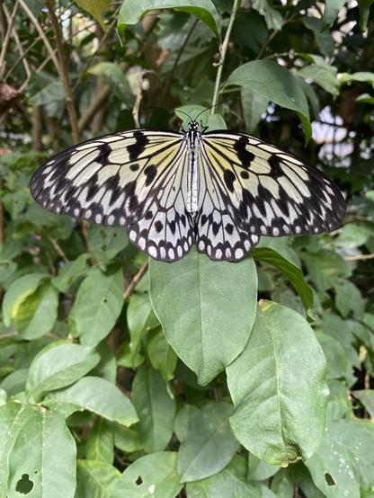 Butterfly with light yellow, cream, and white wings with black veins and spots resting with open wings on green foliage.