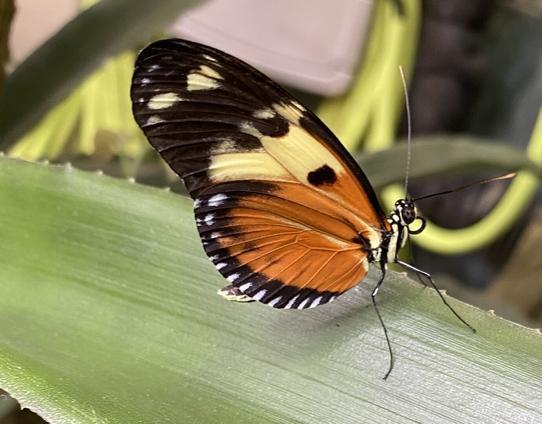 Closeup side view picture of an orange, yellow, and black butterfly resting on a green leaf with wings closed.