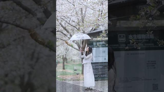 Spring and cherry blossoms🌸🌸 #luyuxiao #卢昱晓 #cdrama #shorts #spring #blossom
