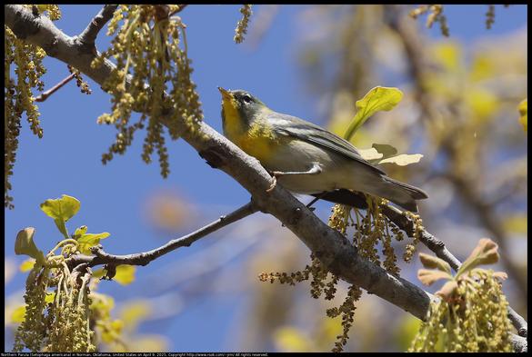 A Northern Parula (Setophaga americana) was looking for insects to eat among oak catkins in Norman, Oklahoma, United States on April 9, 2025.
