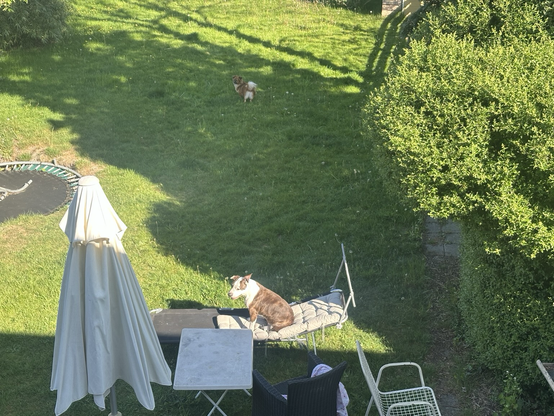 Op een grasveld staat een strecher en daar zit een hond.