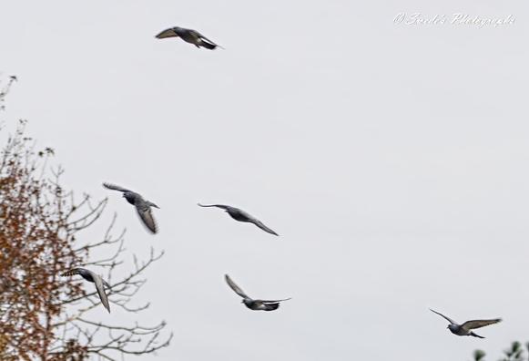 "This image captures six birds soaring through a cloudy sky, each in a different position, creating a dynamic sense of movement. The birds, likely pigeons, contrast against the muted background, adding an element of motion and freedom. A tree with bare branches and a few remaining autumn leaves stands in the foreground, lending a seasonal feel to the scene. In the top right corner, the image is signed "© Swede's Photographs." It's a beautifully composed shot, balancing nature and motion in a thoughtful way" - Copilot