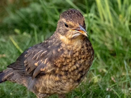 Amsel junior