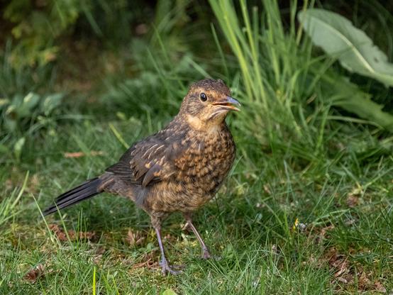 happy Amsel junior
