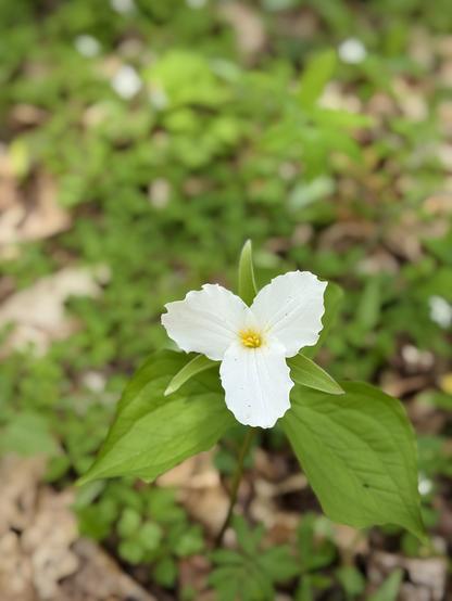 A single white trillium flower. Out of focus in the background are several more blooming.