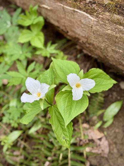 A pair of white trillium flowers growing on the forest floor near a fallen and mossy log.
