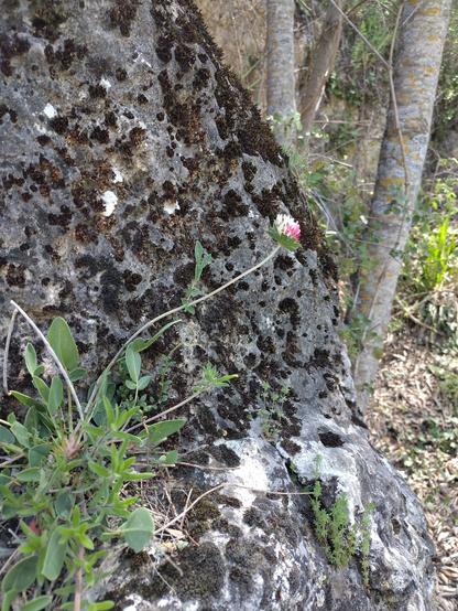 Hierba en la piedra