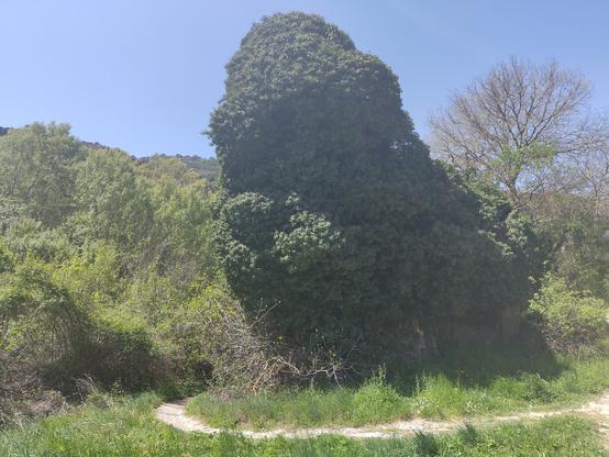 Una piedra gigante con verde por encima