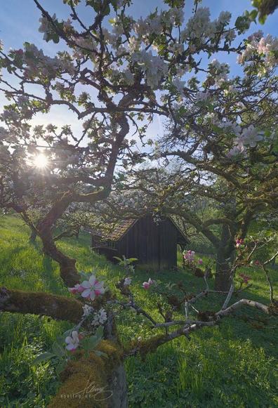 photo of an old wooden hut among even older gnarly apple trees. They are in full bloom with the early evening sun low on the horizon creating a backlit effect and throwing long shadows.