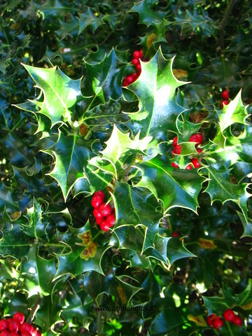 Photo of treespecies Ilex aquifolium : Category is blad-leaf-blatt-feuille-hoja