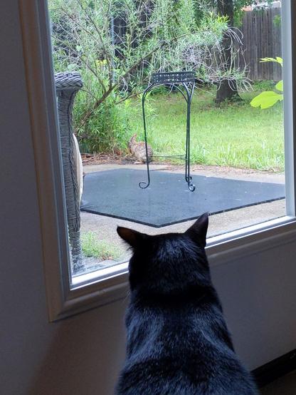 a black cat looking through a window at a rabbit in a back yard
