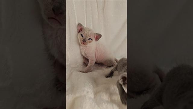 whose baby is that #devonrex #kitten #cat #kittens #devonrexkitten #devonrexcat #yokokat