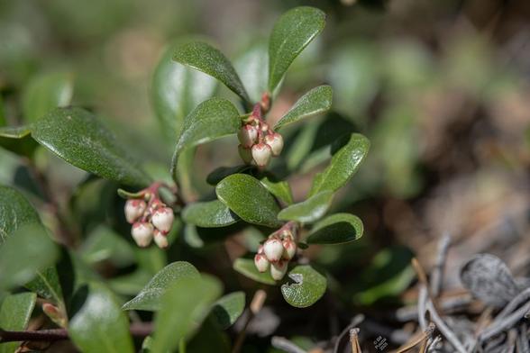 Arctostaphylos uva-ursi, Kinnickkinnick. From a POV near the ground we're looking at some small plants with shiny green leaves and flowers in bud. The flowers are sort of egg shaped with an opening at the lower end, surrounded by red edges. The will open in a couple of days if the weather stays warm.