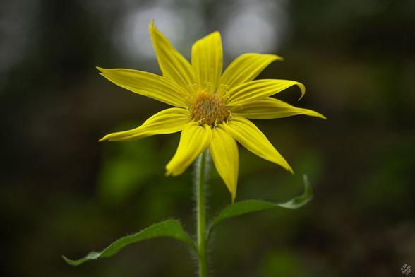 Arnica species. Against a blurry green background, a single sunflower-type flower, with long light yellow rays and gold disk flowers, the first of which are showing the aries-symbol-like stamens.