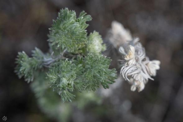 ?Artemisia campestris, ?field artemisia. Against a blurred out BG of duff, a cluster of silvery green feathery leaves. Next to it is a cluster of the same leaves, dried up and white.
