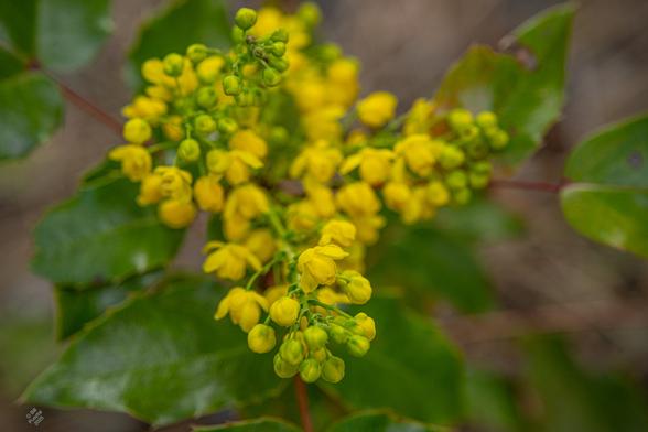 Berberis (syn Mahonia) repens, prostrate oregon grape. Blurry forest duff BG, a cluster of ovate leaves with spiny points, and in the FG a cluster of small golden flowers and their buds. A few of them are open.
