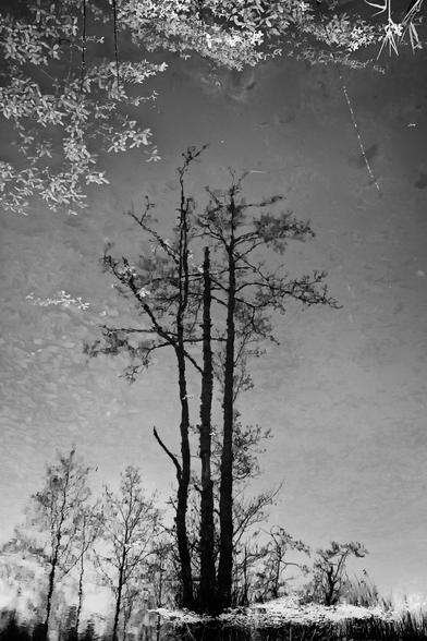 reflection of a young tree in a pond.