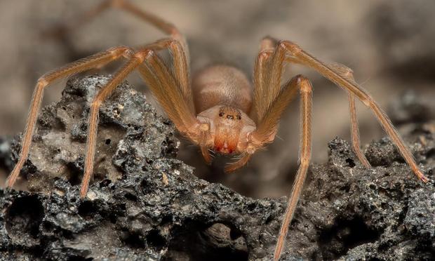 Ejemplar de ‘loxosceles rufescens’, más conocida como araña violinista mediterránea. (Getty Images)