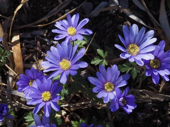 A clump of small, blue, daisy-like flowers with yellow center.