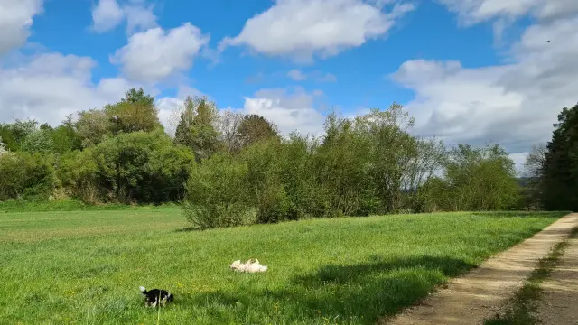 blauer Himmel, weiße Wolken, in der Ferne eine Schatten, im Vordergrund eine grüne Wiese, zwei Hunde, tricolor Cavalier King Charles und weißer Golden Retriever