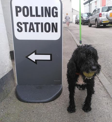 A "POLLING STATION" sign with an arrow, next to a wet black dog holding a tennis ball, on a lead.