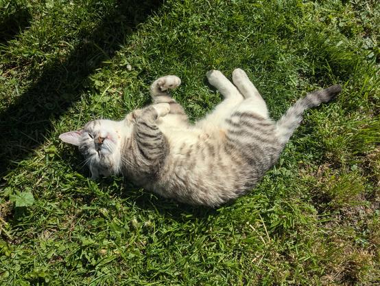My cat lying in the sun in the grass.