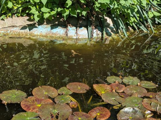 Frog swimming in the pond.