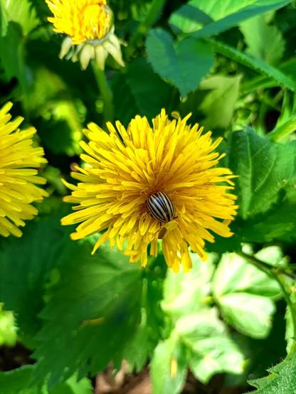 mitten in der aus vielen einzelblüten mit jeweils leuchtend gelbem, schmal-länglichen blütenblatt und narbe und staubfäden aufgebauten sammelblüte eines löwenzahns steckt ein gelb-schwarz längsgestreifter kartoffelkäfer. es ist nur das hinterteil zu sehen, halsschild und kopf stecken im blütengrund. links und oben sind vom bildrand abgeschnitten weitere löwenzahnblüten, im hintergrund unscharf grüne blätter anderer pflanzen, nicht vom löwenzahn.