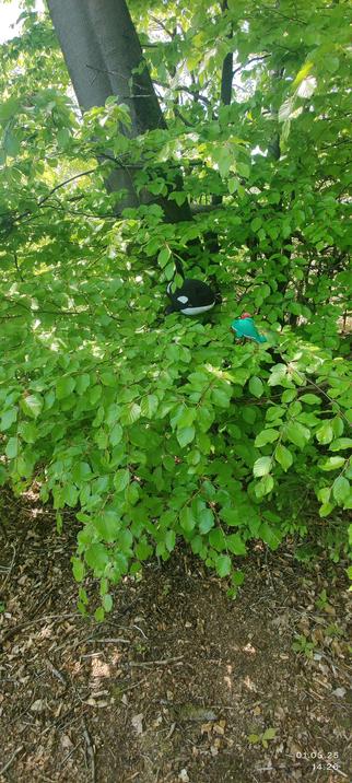 Panda und Wal mit Hut sitzen in den Ästen eines Laubbaums.