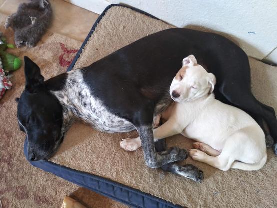 A more-or-less grown up dog is sleeping on a cushion with a tiny puppy curled up in her legs, snoozling with his head on her tummy.  Their toys are strewn about them.