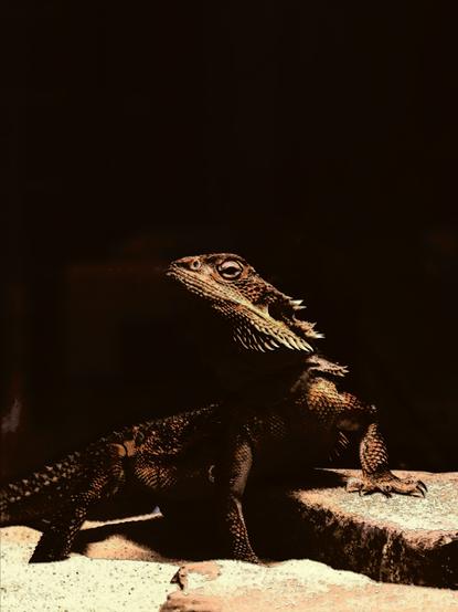 Female Red Monster Bearded dragon posing with the chin up on the stone. The one paw is on the stone, the other three paws are in the sand.

The filter from "300 Spartans" movie applied to the photo.