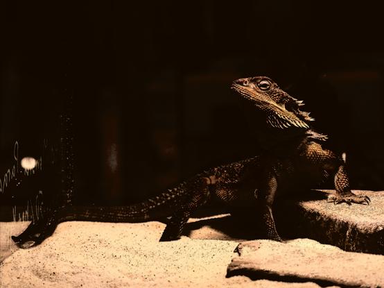 Female Red Monster Bearded dragon posing with the chin up on the stone. The one paw is on the stone, the other three paws are in the sand.

The filter from "300 Spartans" movie applied to the photo.