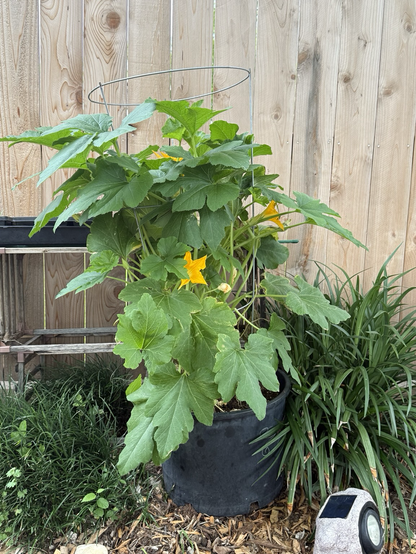 Green leafy plant growing upward in a silver cage. Large yellow flowers are peaking out.