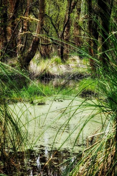 A tranquil view of a bog or wetland in Ireland, featuring still, slightly algae-covered water surrounded by tall green grasses, reeds (possibly Schoenoplectus acutus and Carex lasiocarpa), and dark tree trunks in the background.