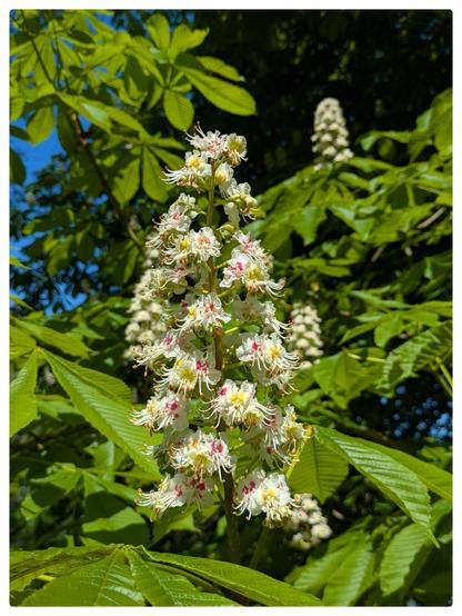 Kastanienblüte