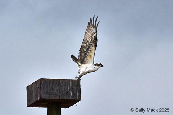 Color photo of an osprey launching into flight from the edge of a wooden nesting box atop a pole. The osprey, in profile, is on the very edge of the box, leaning forward, weight on front part of feet, back talons lifted. Black and brown patterned wings are extended upwards, white body below them clearly visible. Background is cloud-mottled blue sky.